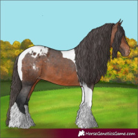 Horse Color:Brown Tobiano Appaloosa 