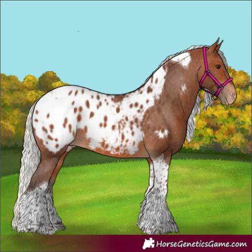 Horse Color:Silver Brown Tobiano Appaloosa 