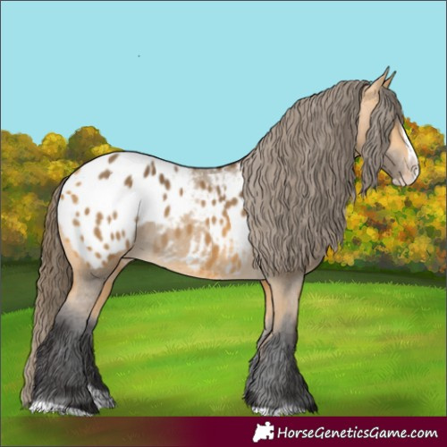 Horse Color:Buckskin Splash Appaloosa