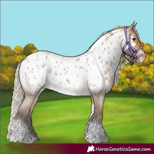 Horse Color:Silver Buckskin Roan Tobiano Appaloosa 