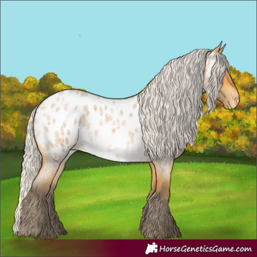 Horse Color:Silver Buckskin Roan Appaloosa 