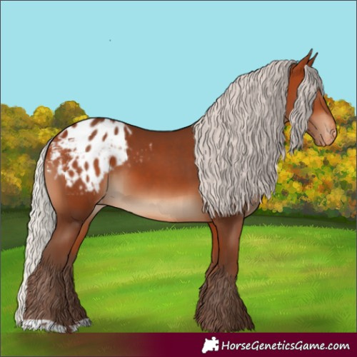 Horse Color:Silver Bay Appaloosa 