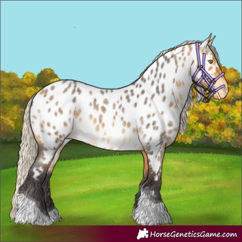 Horse Color:Silver Buckskin Roan Tobiano Appaloosa 
