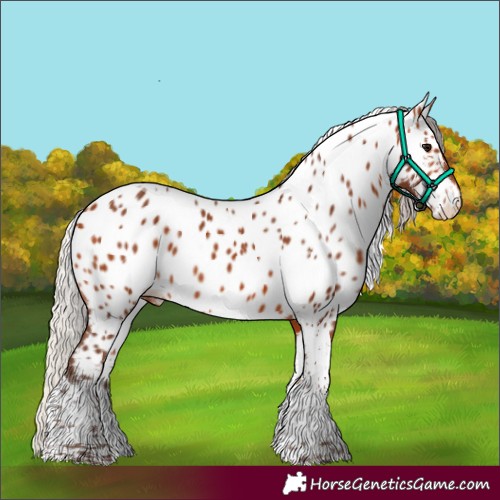 Horse Color:Silver Bay Tobiano Appaloosa 