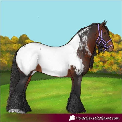 Horse Color:Brown Appaloosa 