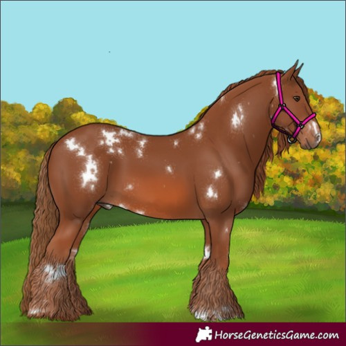 Horse Color:White Spotted Chestnut 