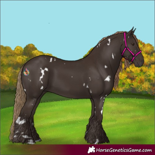 Horse Color:White Spotted Liver Chestnut 