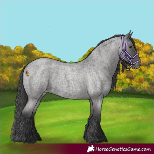 Horse Color:Blue Roan Appaloosa