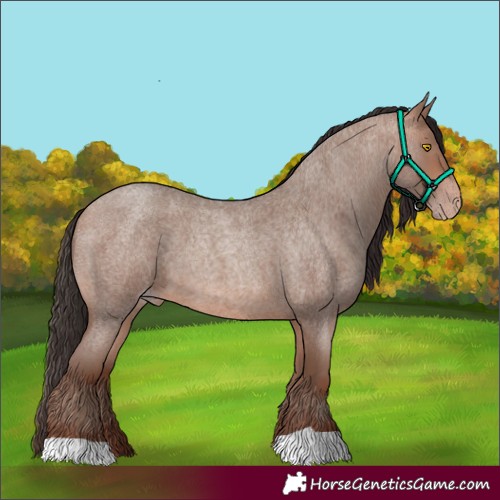 Horse Color:Unknown 