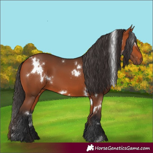 Horse Color:White Spotted Bay 