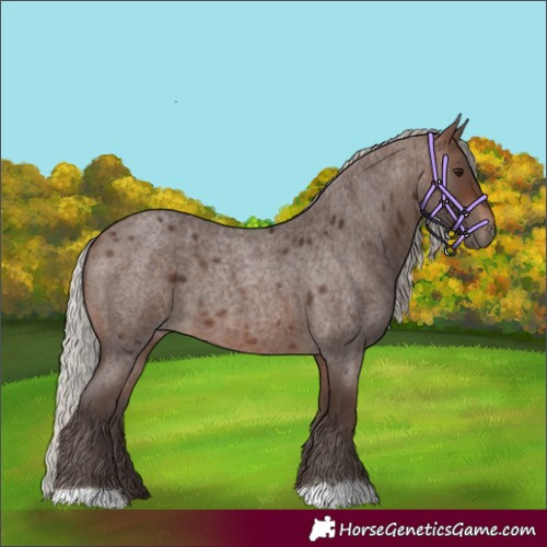 Horse Color:Silver Brown Roan 