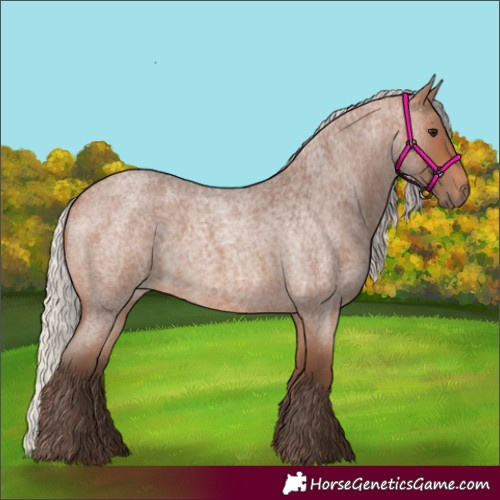 Horse Color:Silver Brown Roan 