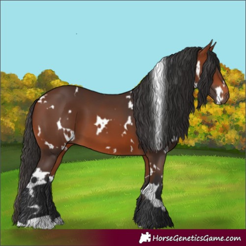 Horse Color:Unknown 