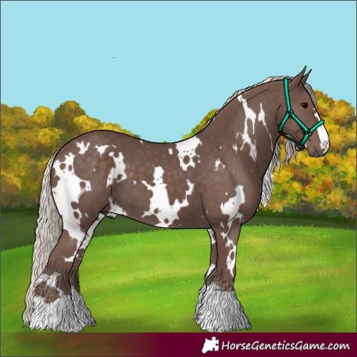 Horse Color:White Spotted Silver Black 