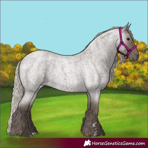 Horse Color:Silver Blue Roan 