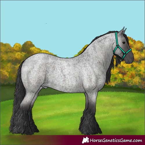 Horse Color:Blue Roan 