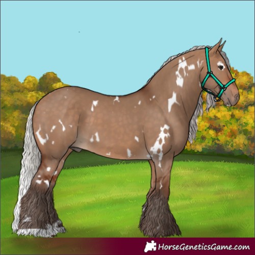 Horse Color:White Spotted Silver Bay Dun 