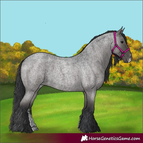 Horse Color:Blue Roan Sabino 