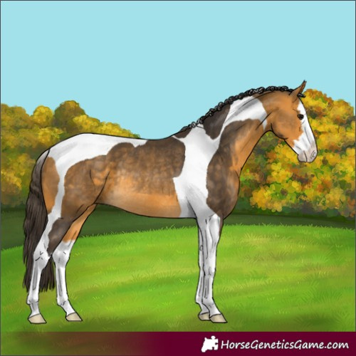 Horse Color:Buckskin Splash Tobiano Rabicano
