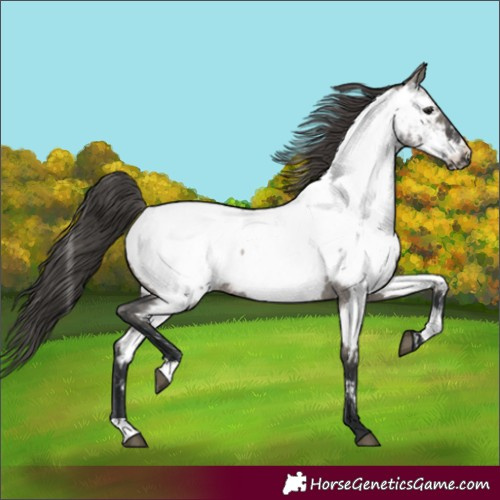 Horse Color:Grullo Roan Appaloosa Rabicano 