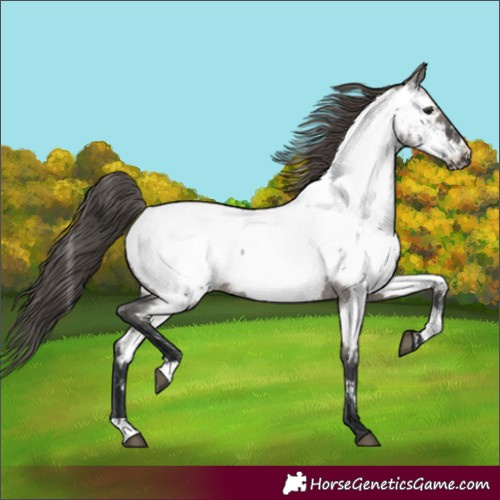 Horse Color:Grullo Roan Appaloosa Rabicano 