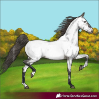 Horse Color:Grullo Roan Appaloosa Rabicano