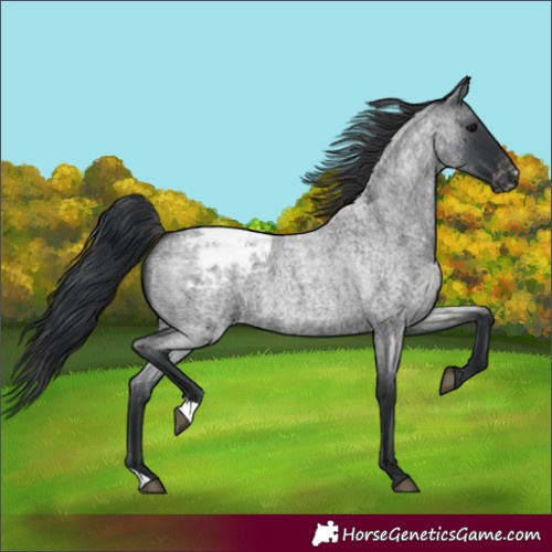 Horse Color:Blue Roan Appaloosa 