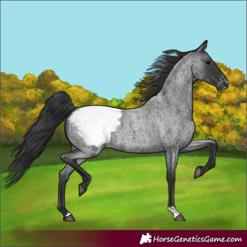 Horse Color:Blue Roan Appaloosa 