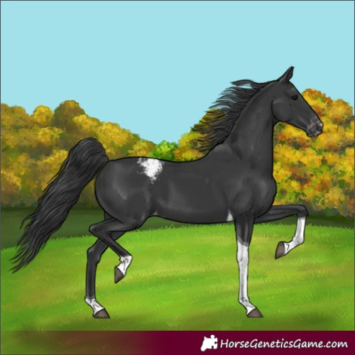 Horse Color:Black Tobiano Appaloosa 