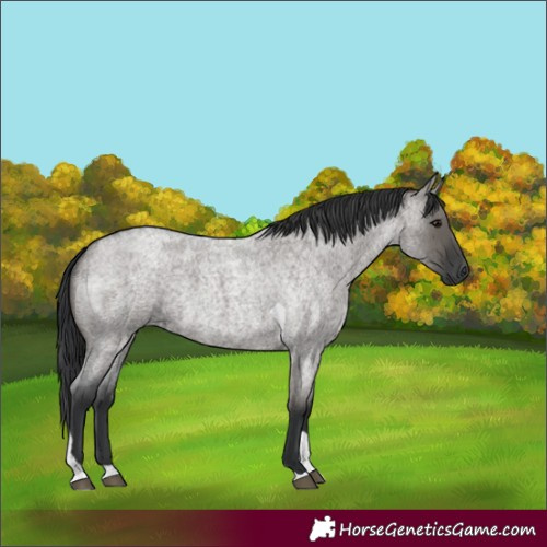 Horse Color:Grullo Roan Tobiano 