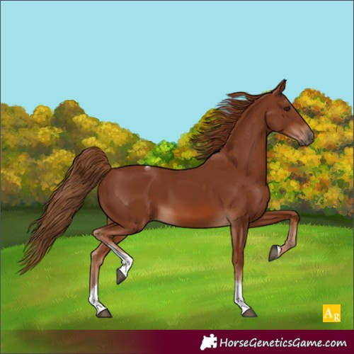Horse Color:Chestnut Tobiano