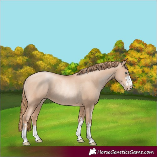 Horse Color:Gold Champagne Pearl Rabicano and Gold Champagne Pearl Rabicano