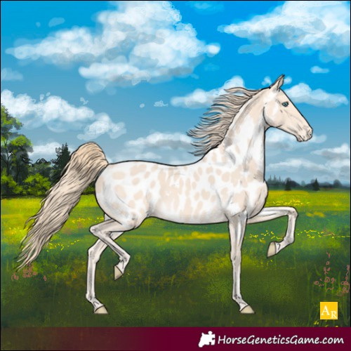 Horse Color:Perlino Near Leopard 