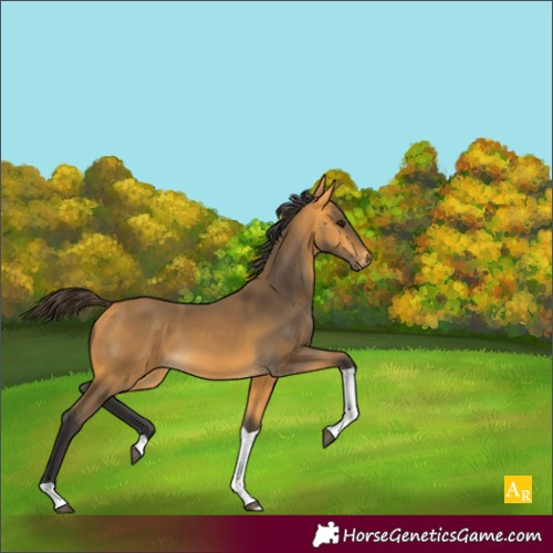 Horse Color:Buckskin Tobiano 