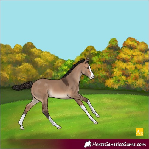 Horse Color:Bay Dun Sabino Splash 