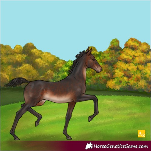 Horse Color:Brown Sabino 
