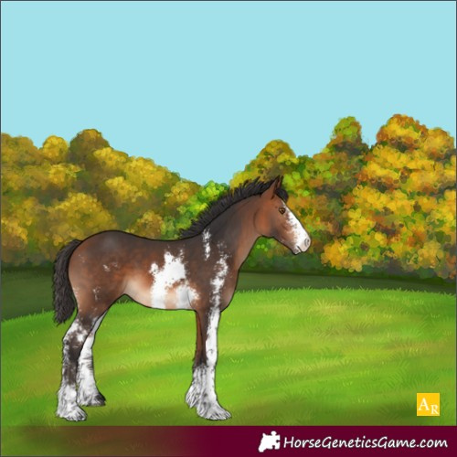 Horse Color:Bay Sabino 