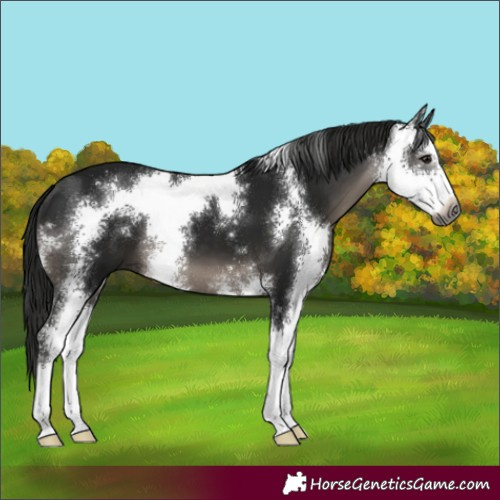 Horse Color:Gray Smoky Black Sabino 