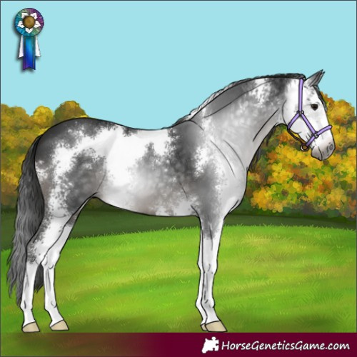 Horse Color:Gray Smoky Black Sabino 