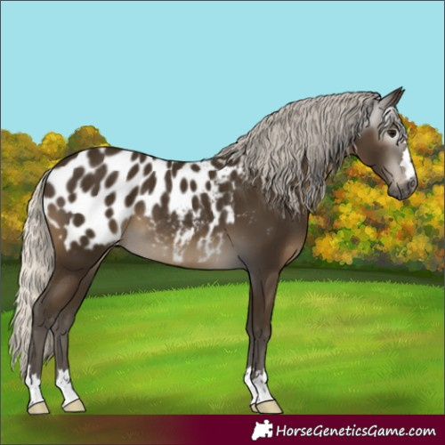 Horse Color:Gray Silver Smoky Black Appaloosa 