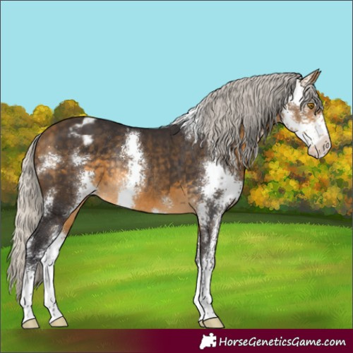 Horse Color:Silver Buckskin Sabino Appaloosa Rabicano 