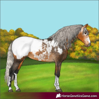 Horse Color:Gray Silver Buckskin Appaloosa