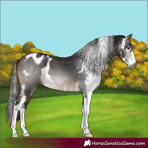 Horse Color:Gray Buckskin Sabino Appaloosa 
