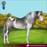 Horse Color:Gray Buckskin Sabino Varnish