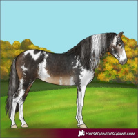 Horse Color:Gray Buckskin Sabino Appaloosa
