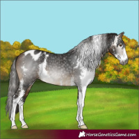 Horse Color:Gray Buckskin Sabino Appaloosa