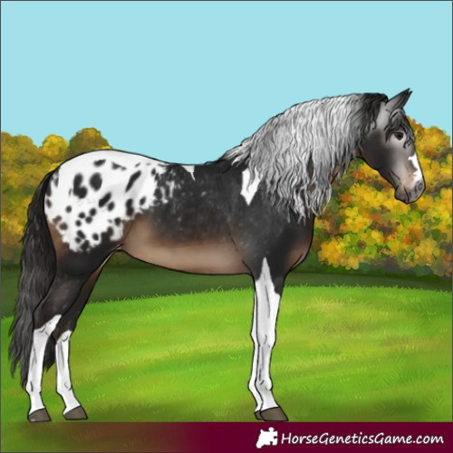 Horse Color:Gray Brown Tobiano Appaloosa 