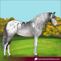 Horse Color:Gray Brown Tobiano Blanket 