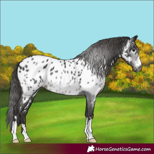 Horse Color:Gray Black Appaloosa 