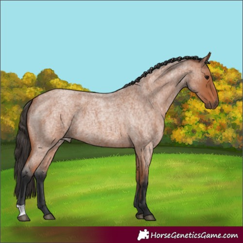 Horse Color:Bay Roan